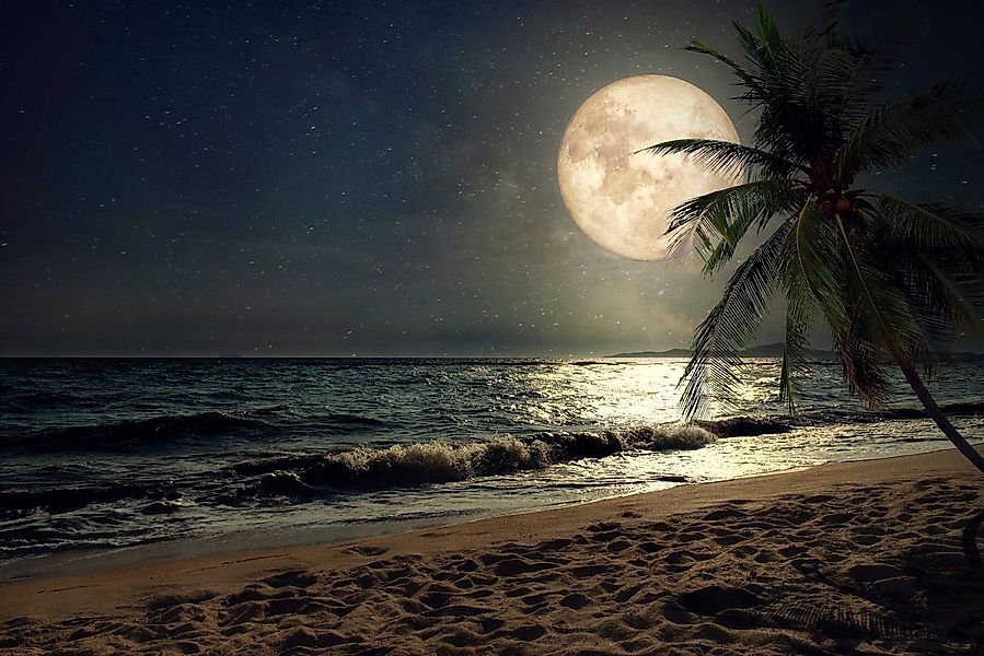 Papermoon Fototapete STRAND-NATUR PALMEN MEER DÜNEN MOND PALME LANDSCHAFT günstig online kaufen