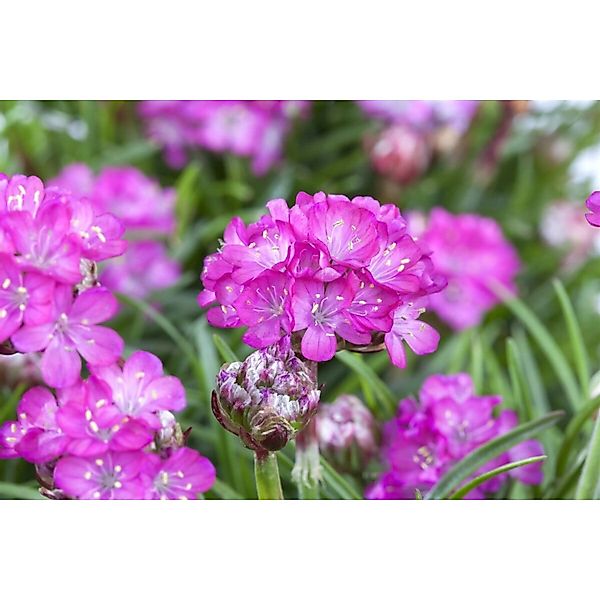 Armeria Maritima Splendens Grasnelke Ca. 9x9 cm Topf günstig online kaufen