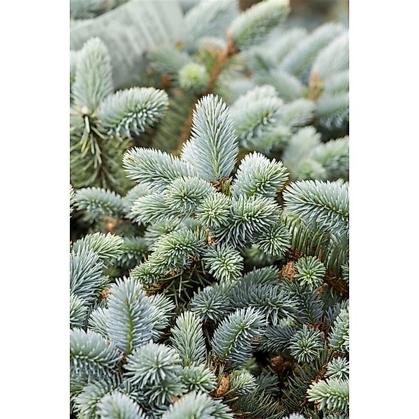 Picea Pungens Glauca Blau-Fichte 40–60 cm günstig online kaufen