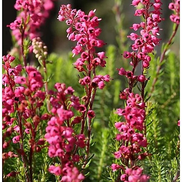 10x Englische Heide Kramers Rote - Erica carnea günstig online kaufen