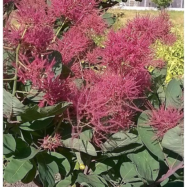 Perückenstrauch Smokey Joe 25-30cm - Cotinus coggygria günstig online kaufen