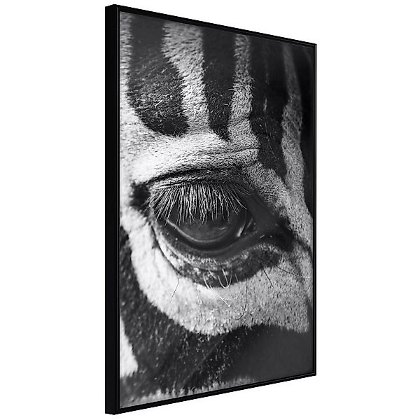 Poster - Zebra Is Watching You günstig online kaufen