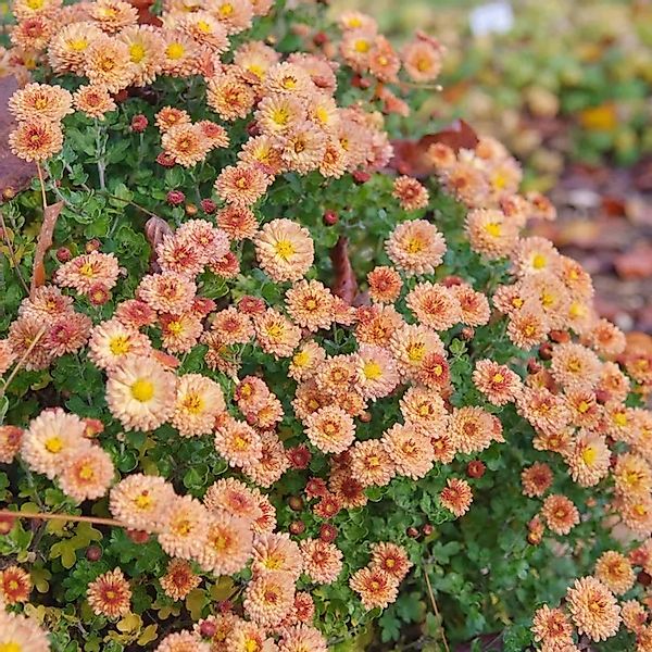 Winteraster Bronzekrone - Chrysanthemum hortorum günstig online kaufen