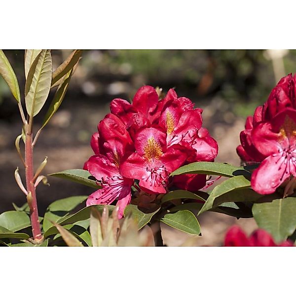 Rhododendron Hybr. Junifeuer Rhododendron Rot 30–40 cm günstig online kaufen