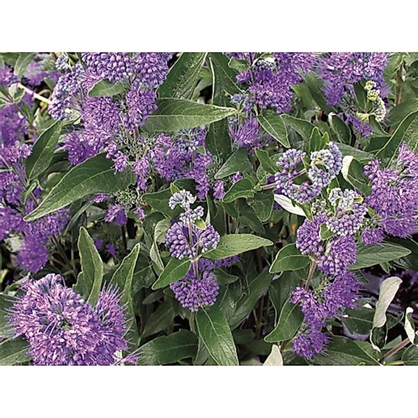 Caryopteris Clandonensis Bartblume Dark Knight 40-60 cm günstig online kaufen