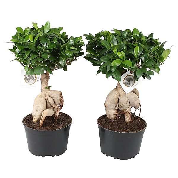 Perfect Plant | 2er Set Ficus Ginseng Bonsai günstig online kaufen