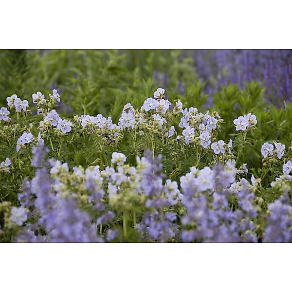Geranium Pratense Mrs Kendall Clark Wiesen Storchschnabel Ca. 9x9 cm Topf günstig online kaufen