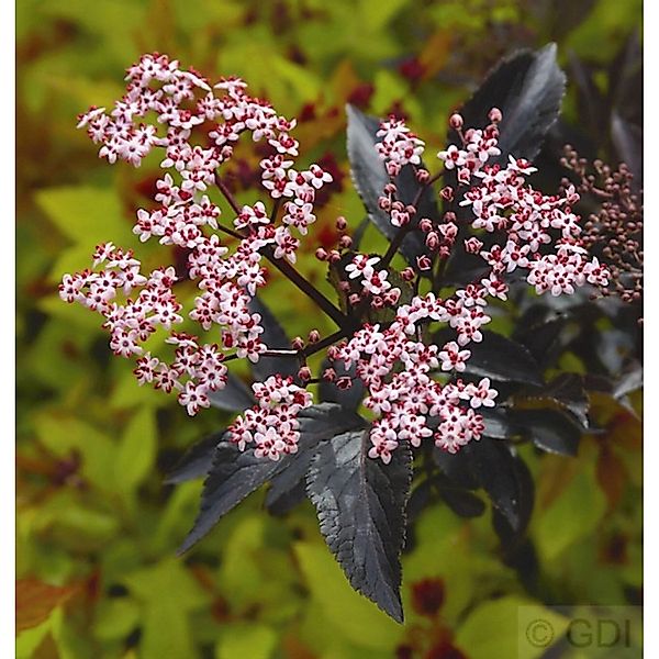 Schwarzer Holunder Black Beauty 100-125cm - Sambucus nigra günstig online kaufen