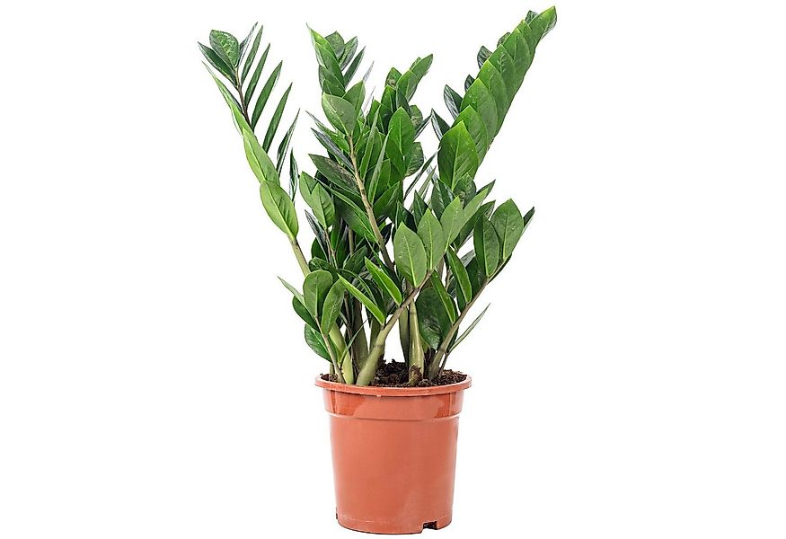 Flowerbox Zimmerpflanze Glücksfeder - Zamioculcas zamiifolia, pflegeleicht günstig online kaufen