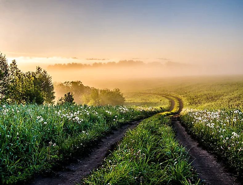 Papermoon Fototapete »Foggy Forest Path« glatt günstig online kaufen