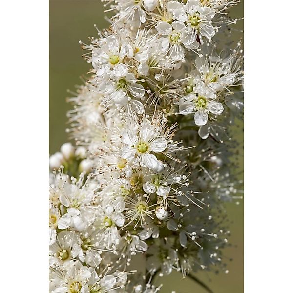 Sorbaria Sorbifolia Fiederspiere 125–150 cm Weiß Blühend günstig online kaufen