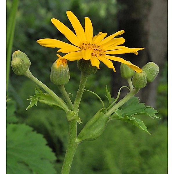 Goldgelbes Kreuzkraut - Ligularia palmatiloba günstig online kaufen