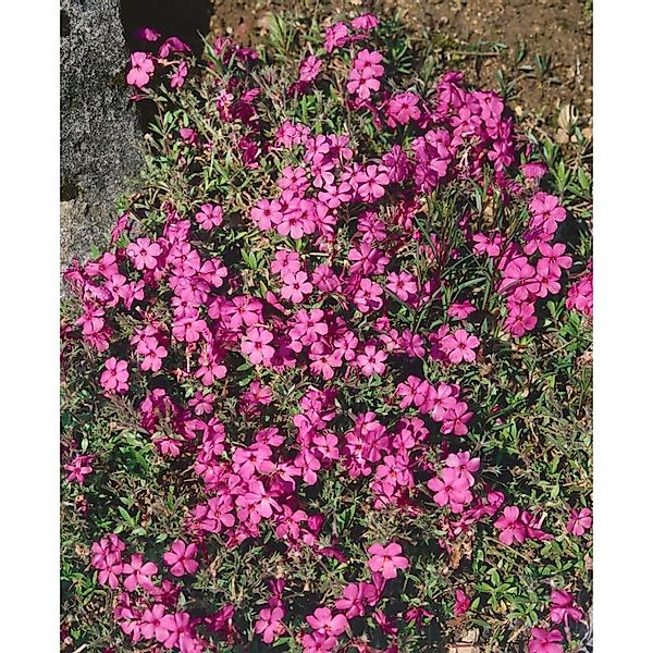 Phlox Stolonifera Home Fires Teppich Phlox Rosa Ca. 9x9 cm Topf günstig online kaufen