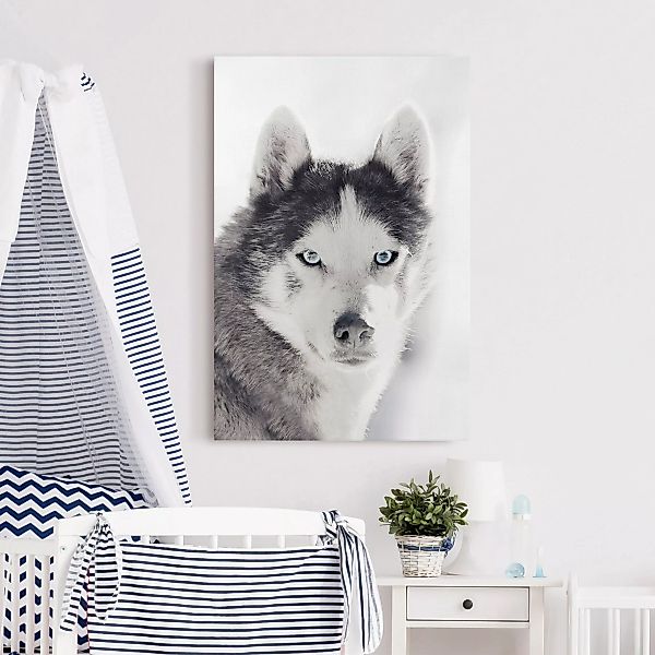 Leinwandbild Husky Portrait günstig online kaufen