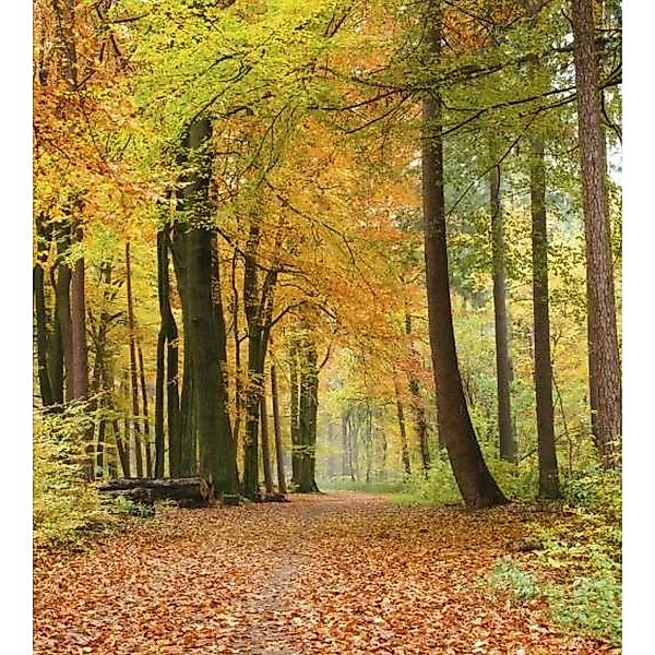 Fototapete AUTUMN FOREST  | MS-3-0099 | Orange | Digitaldruck auf Vliesträg günstig online kaufen