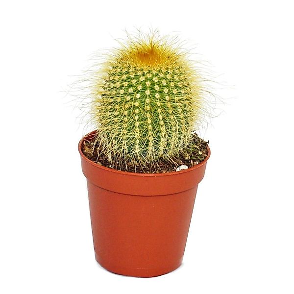 Exotenherz Kaktus Eriocactus leninghausii - kleine Pflanze im 5,5cm Topf günstig online kaufen