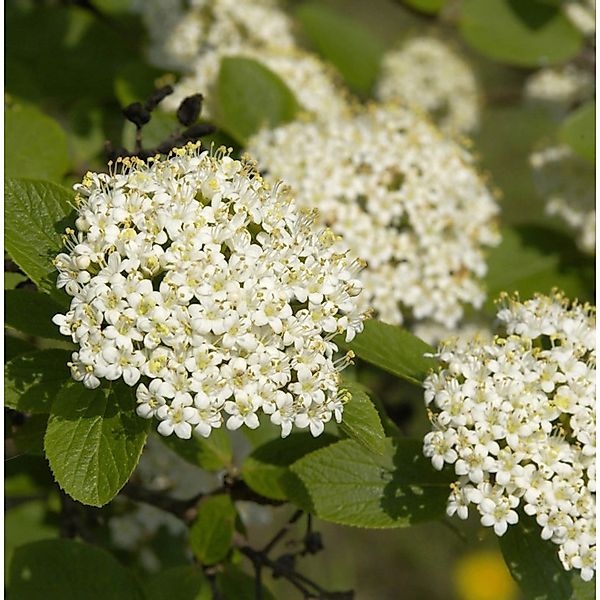 Wolliger Schneeball 100-125cm - Viburnum lantana günstig online kaufen