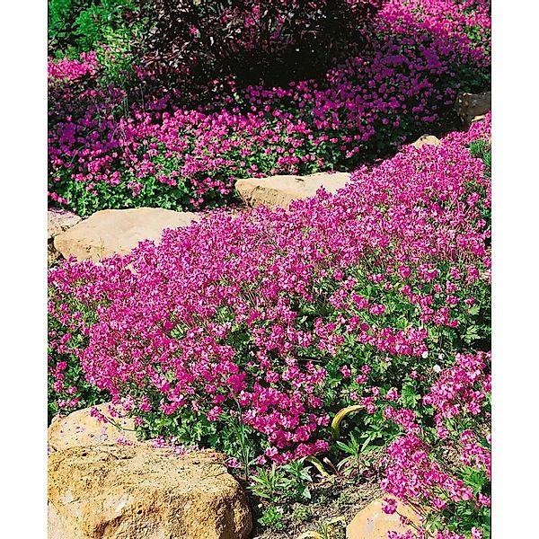 Geranium X Cantabrigiense Cambridge Cambridge Storchschnabel Ca. 9x9 cm Top günstig online kaufen
