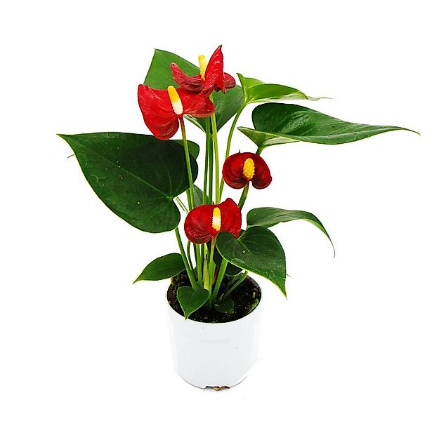 Exotenherz Zimmerpflanze Kleine Flamingoblume Anthurium andreanum Baby-Anth günstig online kaufen