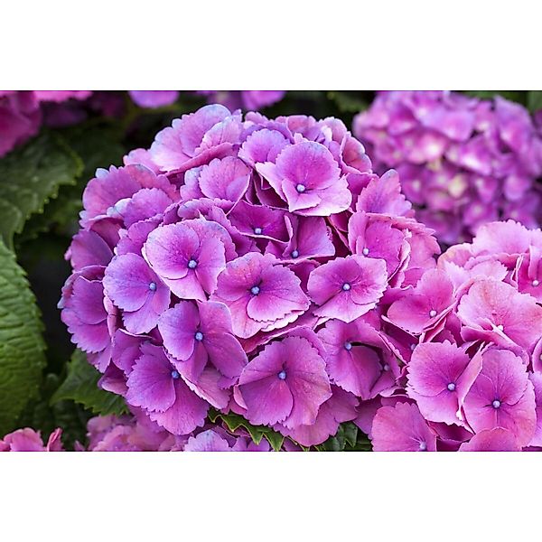 Hydrangea Macrophylla Bauernhortensie Schöne Bautznerin Lila 30-40 cm günstig online kaufen