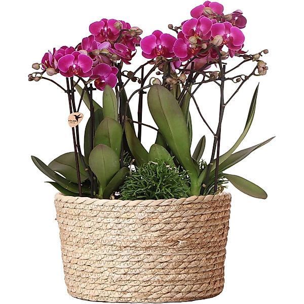 Kolibri Orchids Pflanzenset inkl. Wassertank Drei Lila Orchideen Morelia 9c günstig online kaufen