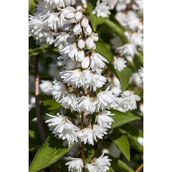 Deutzia Scabra Falscher Jasmin 9 cm Topf Größe Nach Saison 2-5 Tr Rundtopf günstig online kaufen