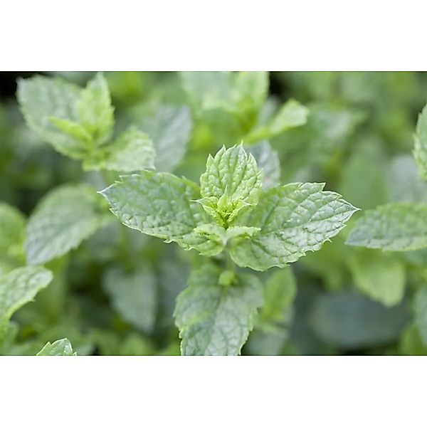 Pflanzen für Dich Staude Mentha spic. Maroccan, 1 St., Marokkanische Minze, günstig online kaufen