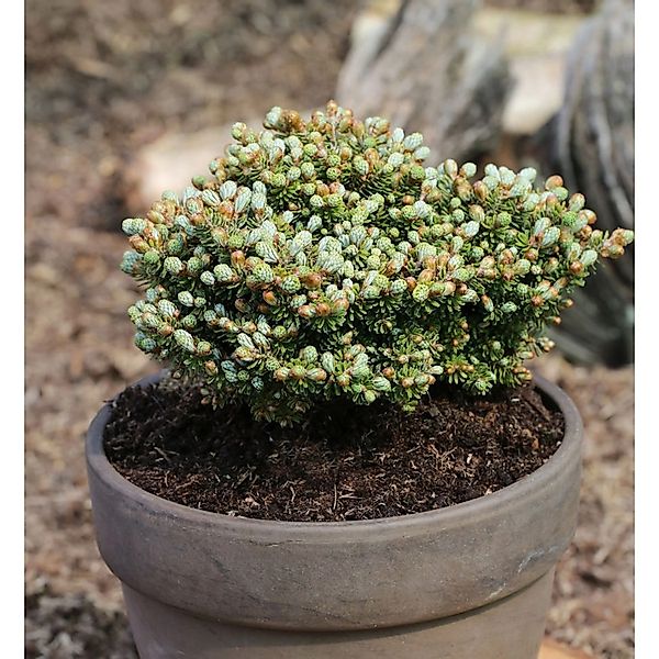 Koreatanne Silberperl 15-20cm - Abies koreana günstig online kaufen