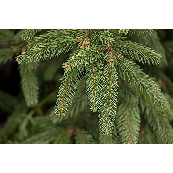 Picea Abies Inversa Hänge-Fichte 40–50 cm günstig online kaufen