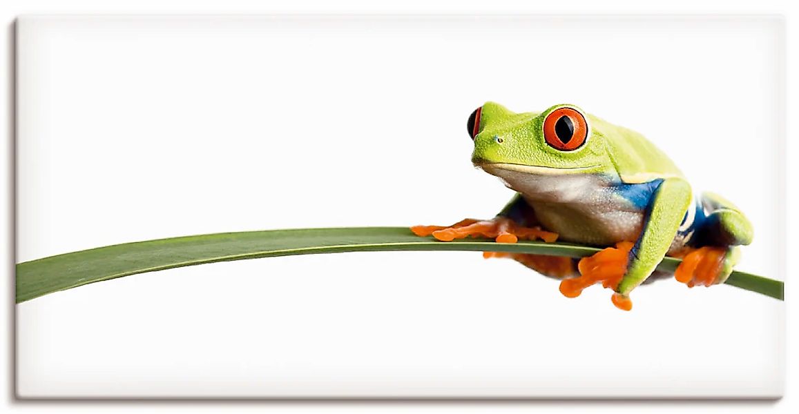 Artland Wandbild "Frosch auf einem Blatt" Wassertiere 1 Stk. tlg. als Leinw günstig online kaufen