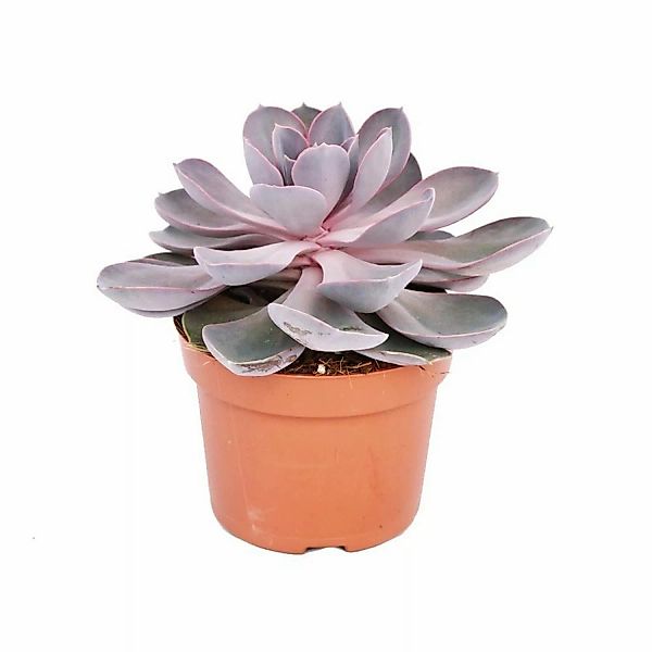 Exotenherz Echeveria Perle Von Nürnberg Grosse Pflanze im 12cm Topf günstig online kaufen