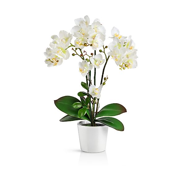 Kunstorchidee PASCH® Orchidee künstlich wie echt günstig online kaufen