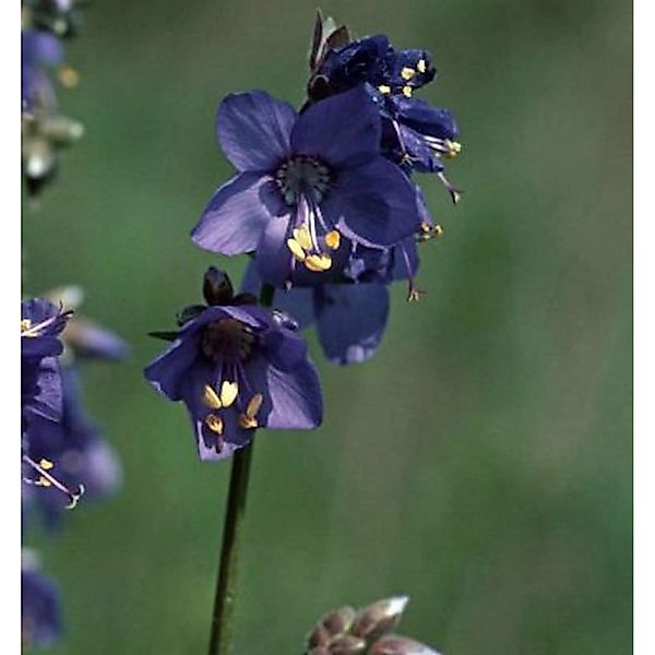 Blaue Himmelsleiter - Polemonium caeruleum günstig online kaufen