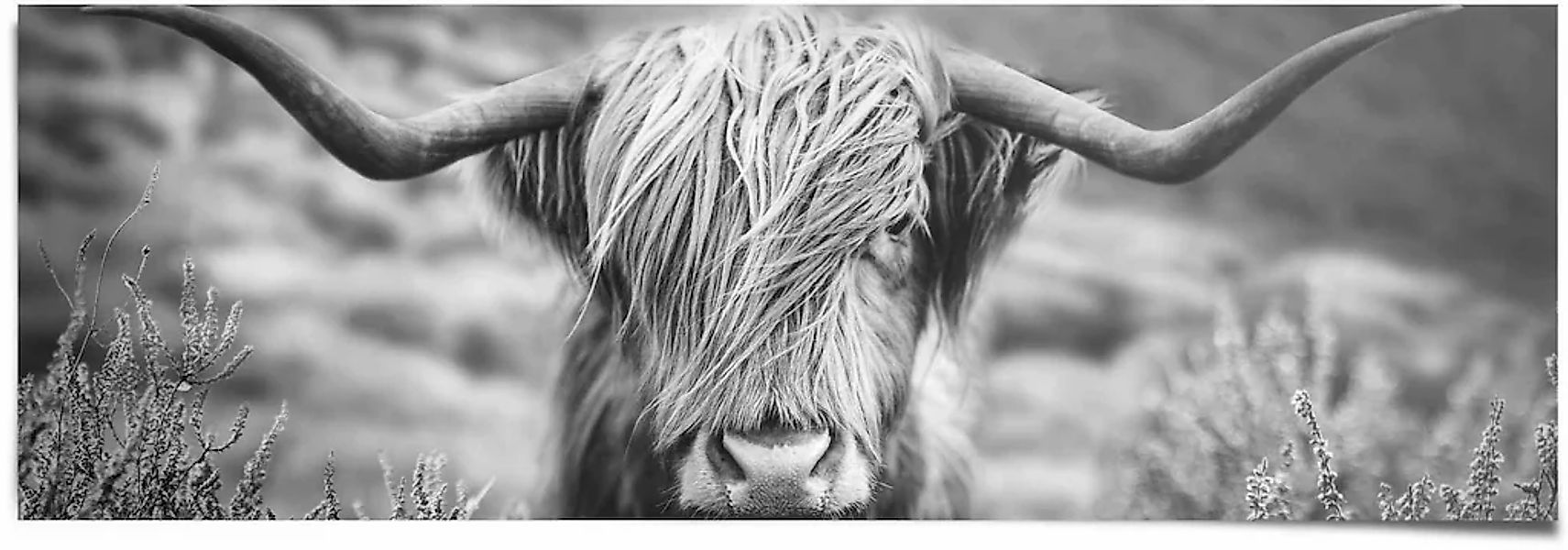 Reinders Poster "Highlander Bulle Tiermotiv - Nahaufnahme - Hochlandrind Bi günstig online kaufen