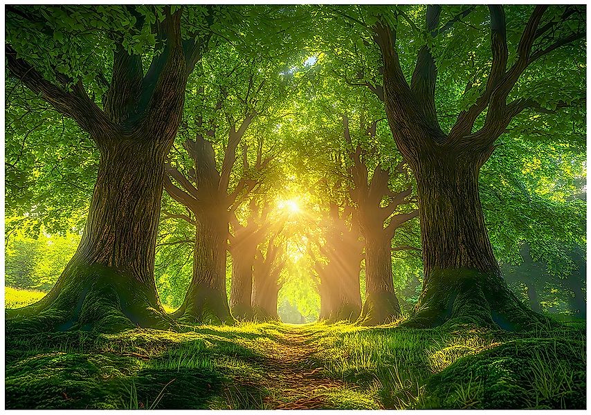 Wallarena Fototapete Wald Sonne Natur Vlies Tapete Wohnzimmer Schlafzimmer günstig online kaufen