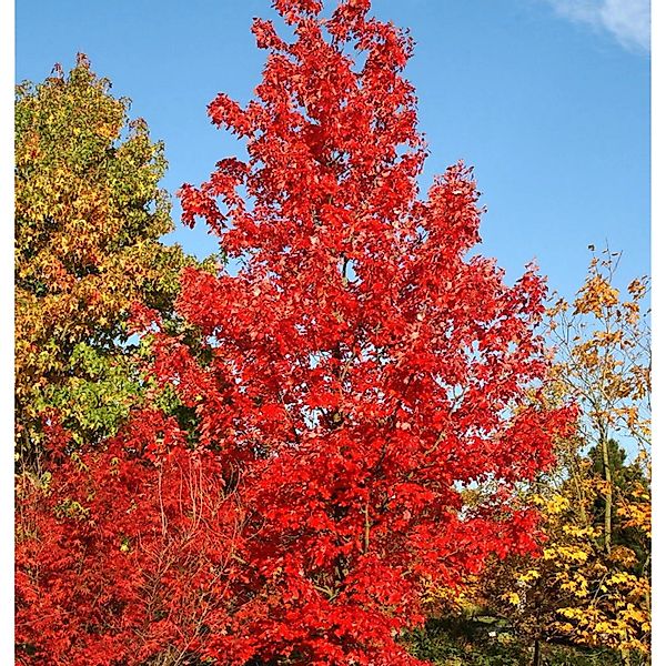 Amberbaum Lane Roberts 80-100cm - Liquidambar styraciflua günstig online kaufen