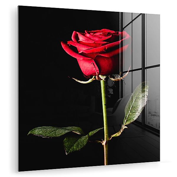 MuchoWow Acrylglasbild Eine rote Rose auf günstig online kaufen