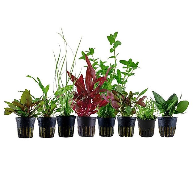 Aquaone Wasserpflanze Set für 60 Liter Aquarien mit 8 Pflanzen Aquariumpfla günstig online kaufen