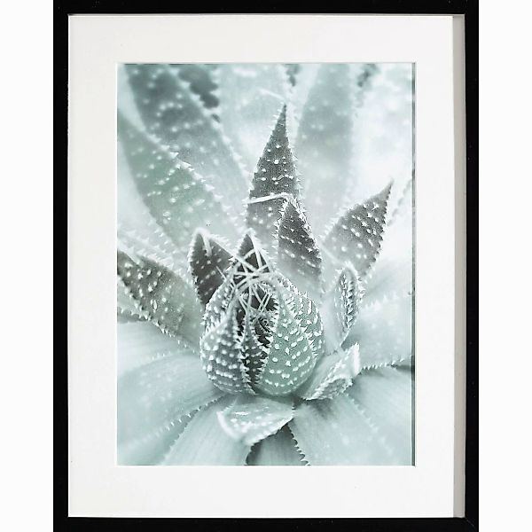 Wandbild Succulents III 40x50xcm, 40x50cm günstig online kaufen