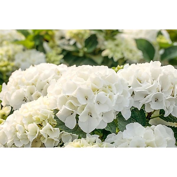 Hydrangea Macrophylla Bauernhortensie Bianco 50-60 cm günstig online kaufen