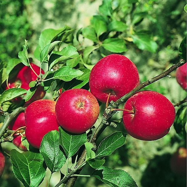 Apfel Rewena® 100 - 120 cm Malus domestica günstig online kaufen