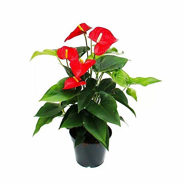 Exotenherz Rotblühende Flamingoblume Anthurium Anderanum 17cm Topf günstig online kaufen