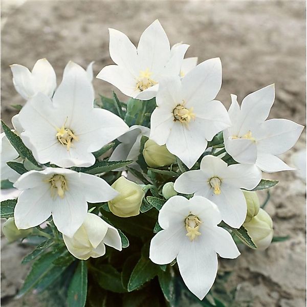 Platycodon Grandiflorus Ballonblume Fuji White Ca 9x9 cm Topf günstig online kaufen