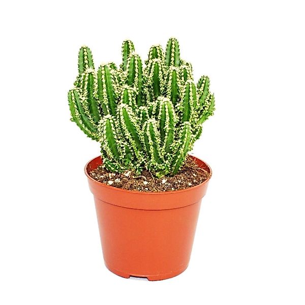Exotenherz Kaktus Cereus floridianus - Grünfinger - im 8,5cm Topf günstig online kaufen