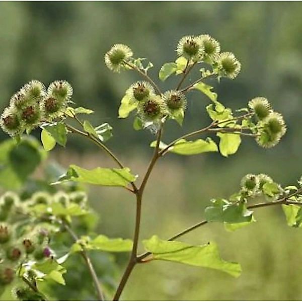 Große Klette - Arctium lappa günstig online kaufen