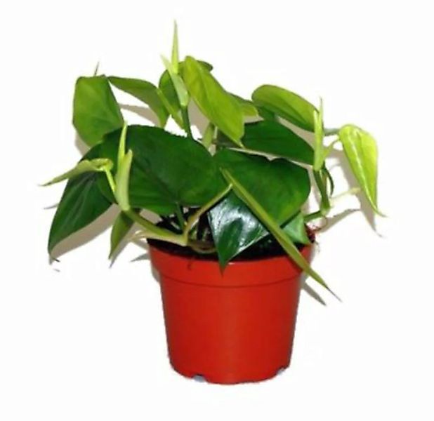 Gärtnerei Müller Kletter Philodendron (Philodendron scandens), Sorte: scand günstig online kaufen