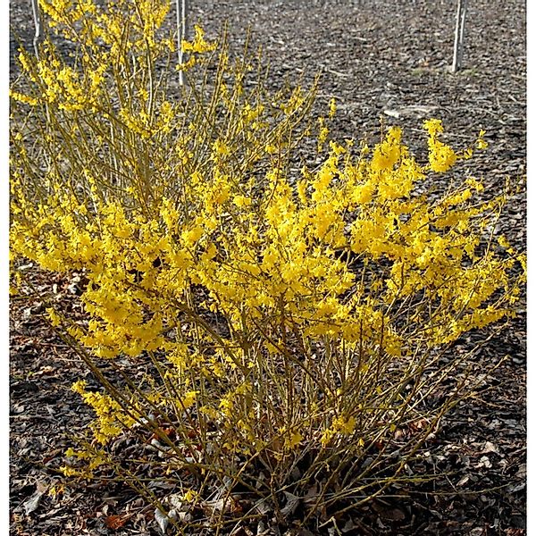 Forsythie Melee dOr 30-40cm - Forsythia günstig online kaufen