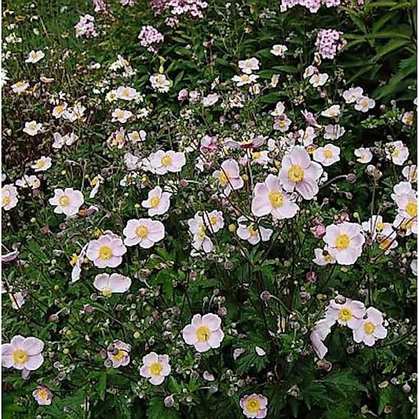 Japanische Herbstanemone Ouvertüre - Anemone hupehensis günstig online kaufen