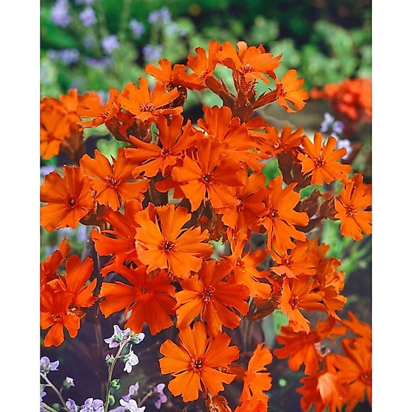 Lychnis X Arkwrightii Vesuvius Brennende Liebe Ca. 9x9 cm Topf günstig online kaufen