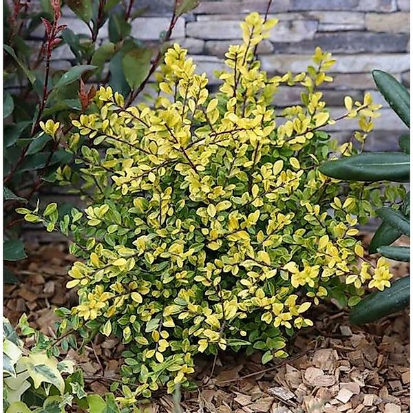 10x Gelber Gelber Bergilex Stechpalme 10-15cm - ilex crenata günstig online kaufen